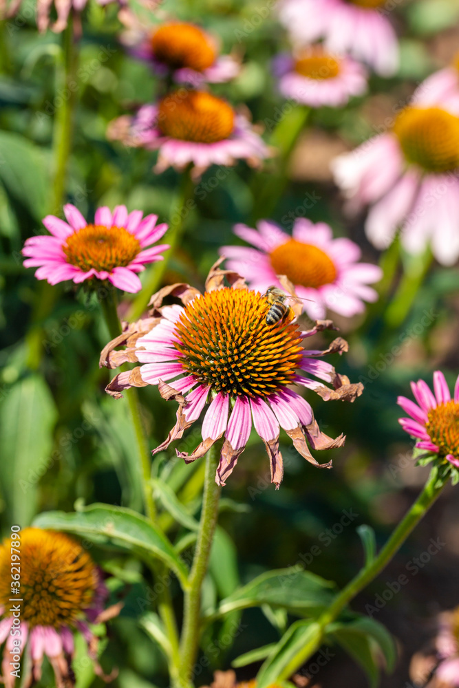 Macro. The Flower Is Echinacea With Pink Petals. Macro. The Flower Is Echinacea With Pink Petals.