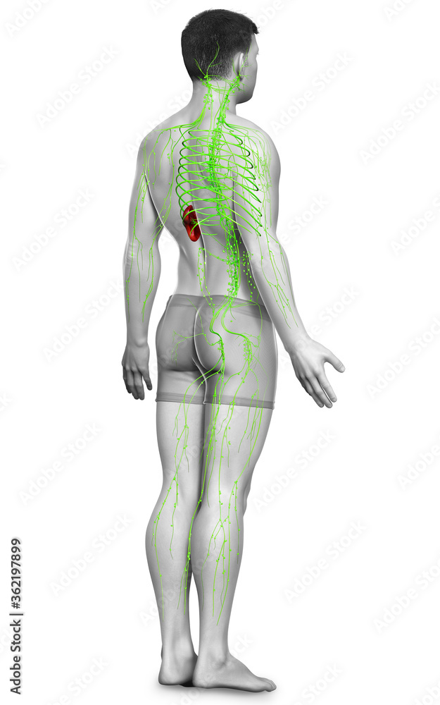 3d rendered medically accurate illustration of a male lymphatic system