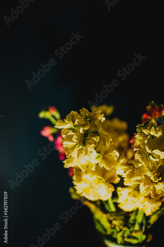 Yellow flowers with a dark background