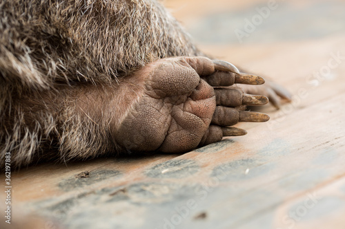 Wombats back foot - Tasmania