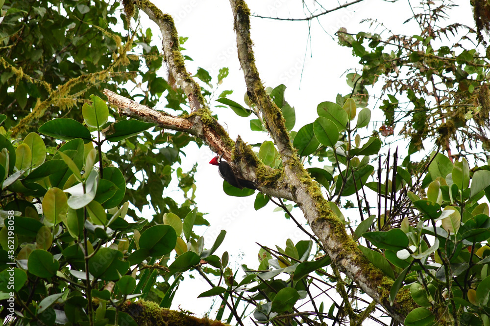 Fototapeta premium Picamaderos de Guayaquil / Guayaquil Woodpecker / Campephilus gayaquilensis ubicado en Mindo, Ecuador, Reserva de Biósfera del Chocó Andino