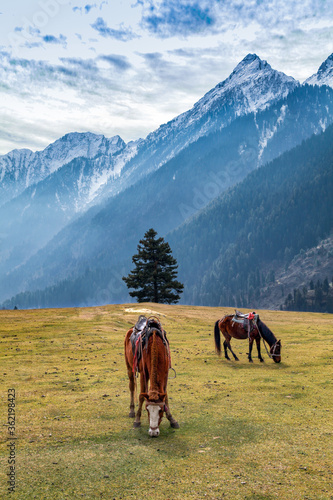 Horses grazin at Aru Valley Near Pahalgam, Kashmir, India
