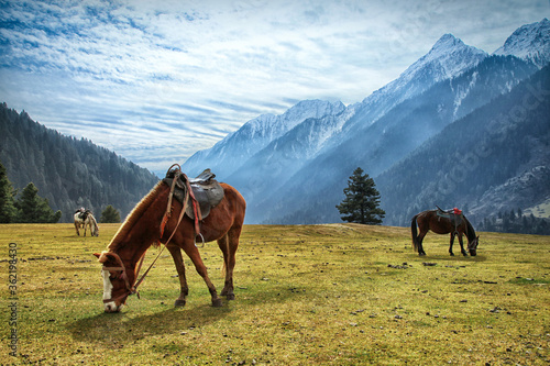 Horses grazin at Aru Valley Near Pahalgam, Kashmir, India