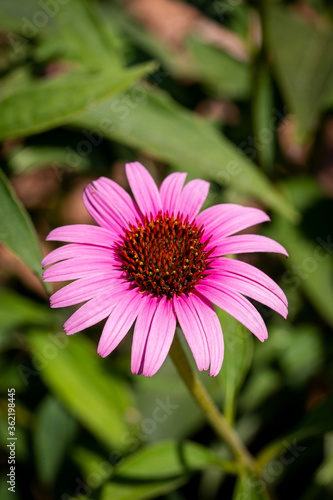 Macro. The Flower Is Echinacea With Pink Petals. 