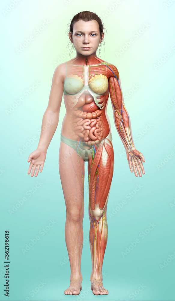 3d rendered medically accurate of the young girl anatomy 3d rendered medically accurate of the young girl anatomy
