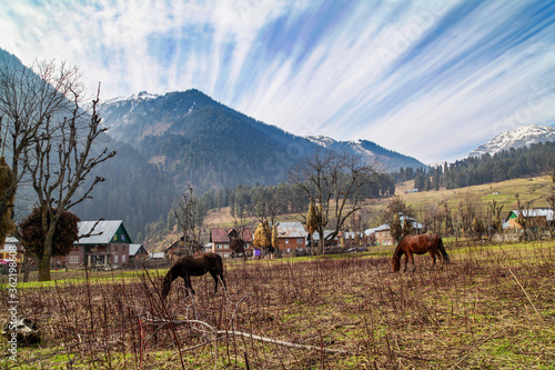 Pet Horses grazing at Aru Valley Near Pahalgam, Kashmir, India