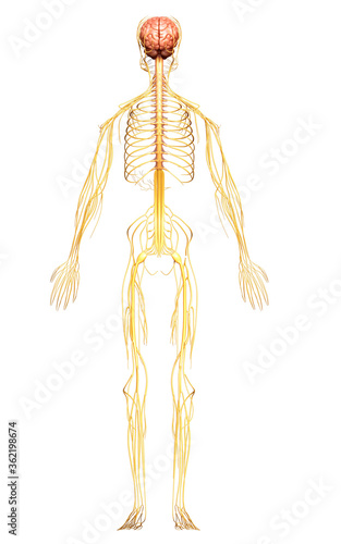 3d rendered medically accurate illustration of the nervous system