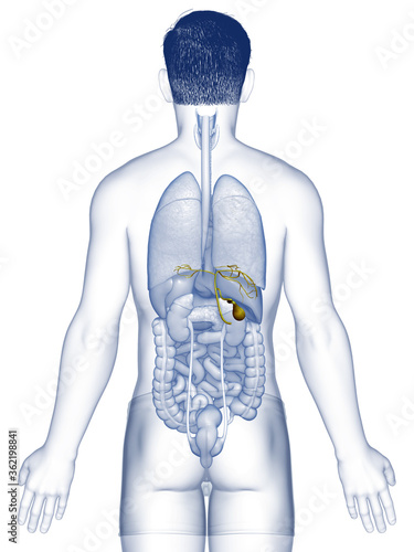 3d rendered medically accurate illustration of male Organs Gallbladder Anatomy photo