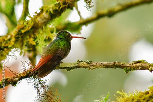 Colibrí Amazilia de cola rufa / Rufous Tailed Hummingbird / Amazilia Tzacatl - Alambi, Ecuador, Reserva de Biósfera del Chocó Andino photo