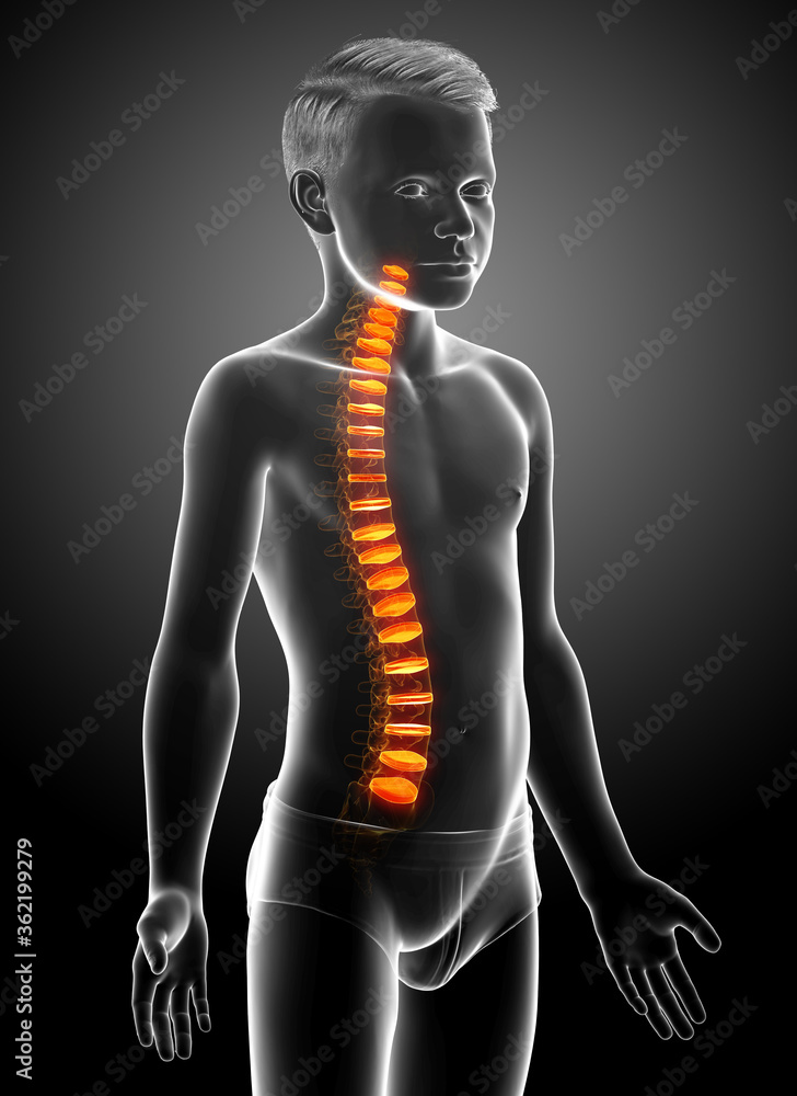 Backbone intervertebral disc anatomy Backbone intervertebral disc anatomy