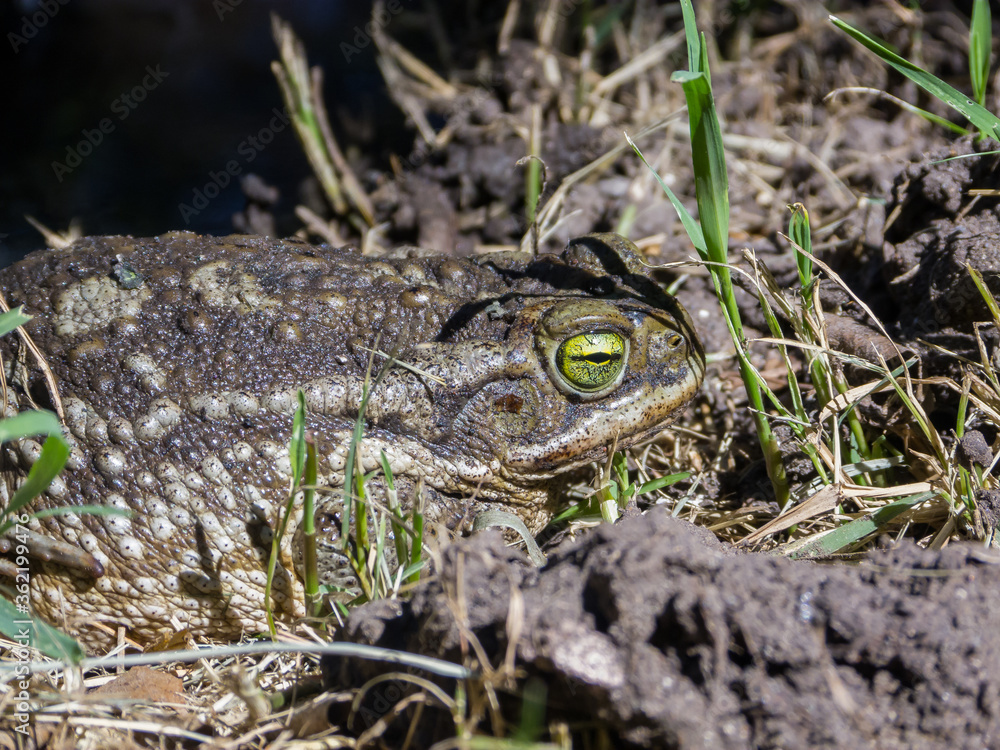 Toad in the backyard