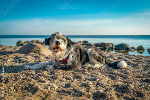 A black and white long haired dog laying on a sandy beach