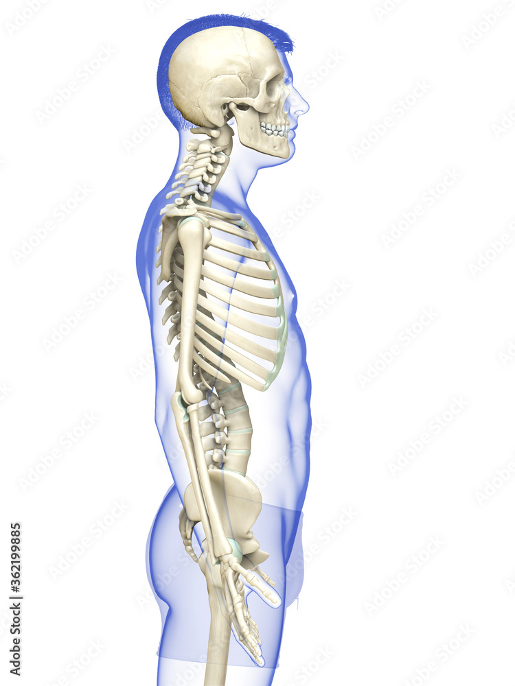 3d rendered, medically accurate illustration of a male skeleton system 3d rendered, medically accurate illustration of a male skeleton system