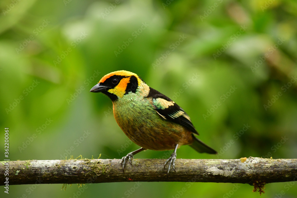 Fototapeta premium La tangara carafuego, tángara cara de fuego o tangara rubicunda / Flame faced tanager / Tangara Parzudakii ubicada en Mindo, Ecuador, Reserva de Biósfera del Chocó Andino 