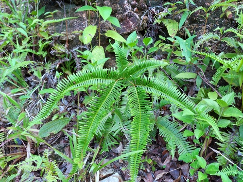 Ferns leaves green as a background, ground cover plants, Beautiful green ferns leaves in a forest (Pteridophyta, Filicophyta, Polypodiophyta)