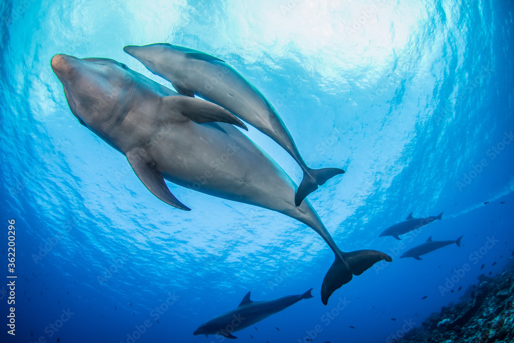 Obraz premium dolphins underwater