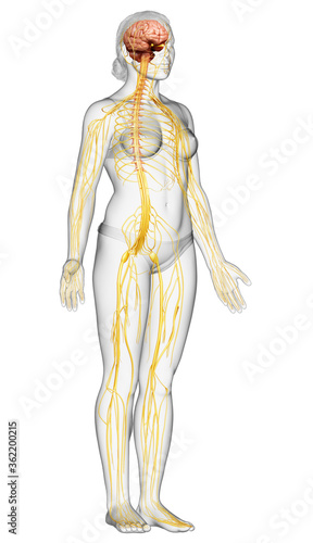 3d rendered medically accurate illustration of a female nervous system