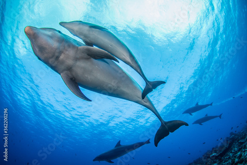 dolphins underwater