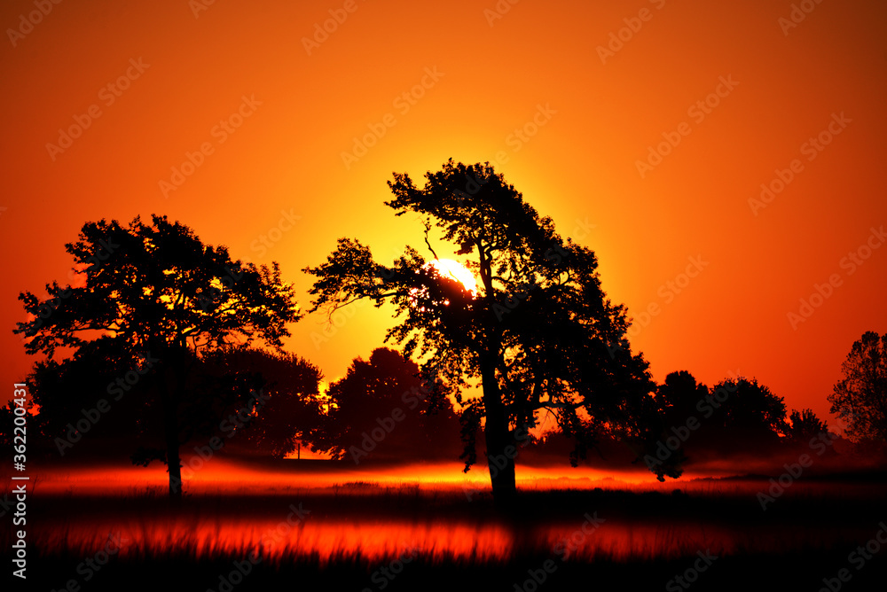 silhouette of trees orange and yellow sunset.