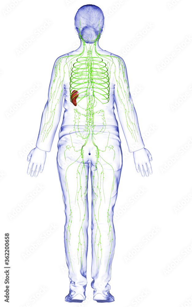 3d rendered medically accurate illustration of a female lymphatic system 3d rendered medically accurate illustration of a female lymphatic system