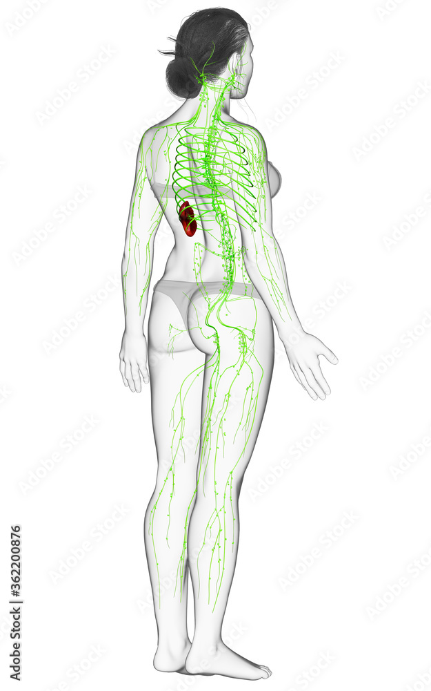 3d rendered medically accurate illustration of a female lymphatic system 3d rendered medically accurate illustration of a female lymphatic system