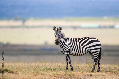 Zebra standing on the savanne of the Masai Mara Game Reserve in Kenya