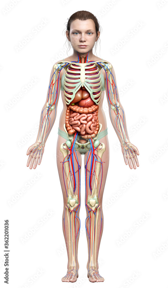 3d rendered medically accurate illustration of girl Internal organs, skeleton and circulatory system 3d rendered medically accurate illustration of girl Internal organs, skeleton and circulatory system