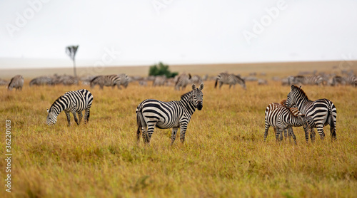 Zebra standing on the savanne of the Masai Mara Game Reserve in Kenya