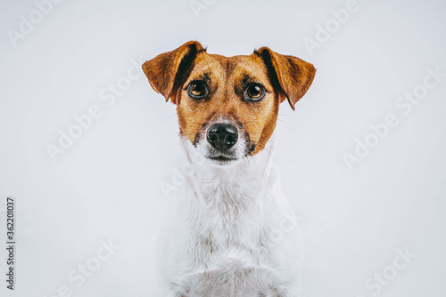 stock photography white and brown dog of breed jack russell medium flat and front view on white background