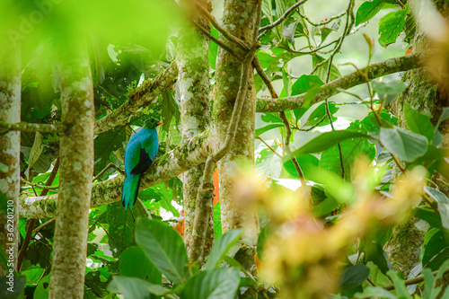 Quetzal crestado / Resplendent quetzal / Pharomachrus antisanus - Alambi, Ecuador, Reserva de Biósfera del Chocó Andino photo