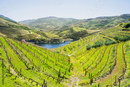 Vineyards in the Valley of the River Douro near Pinhao village  Portugal