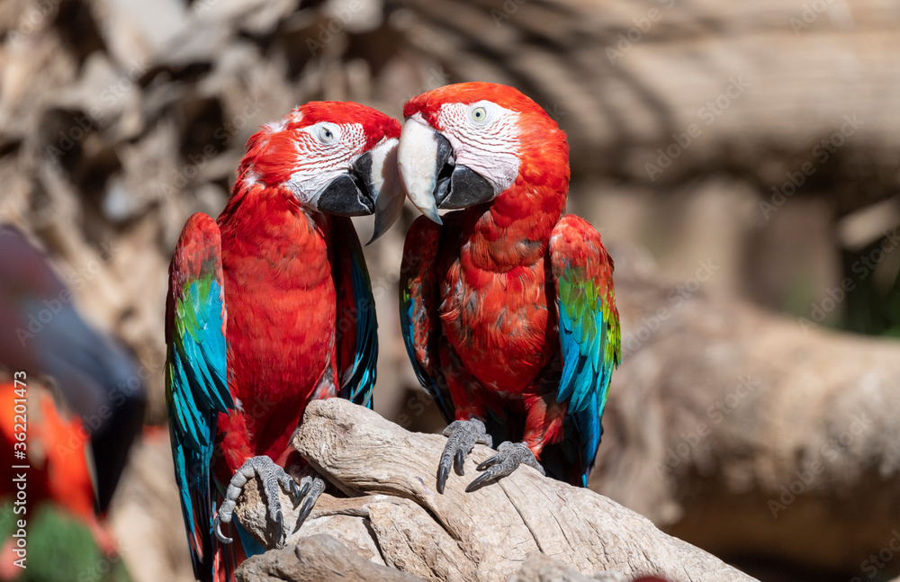 Two scarlet mcaws snuggling on a branch Two scarlet mcaws snuggling on a branch