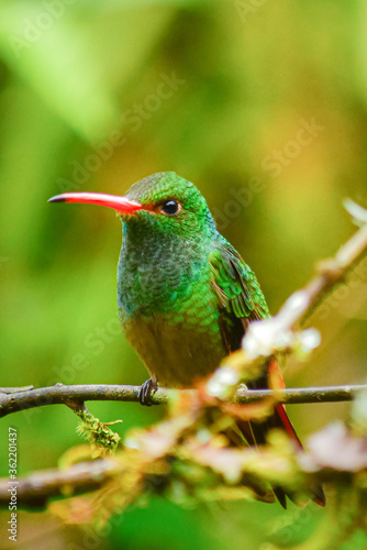 Colibrí Amazilia de cola rufa / Rufous Tailed Hummingbird / Amazilia Tzacatl - Alambi, Ecuador, Reserva de Biósfera del Chocó Andino