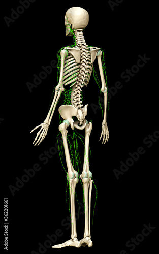 3d rendered medically accurate illustration of the lymphatic system © pixdesign123