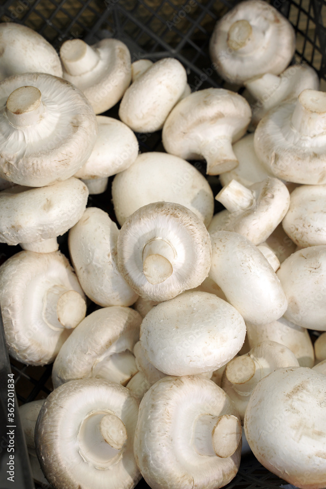 champignon mushrooms for food textures top view champignon mushrooms for food textures top view