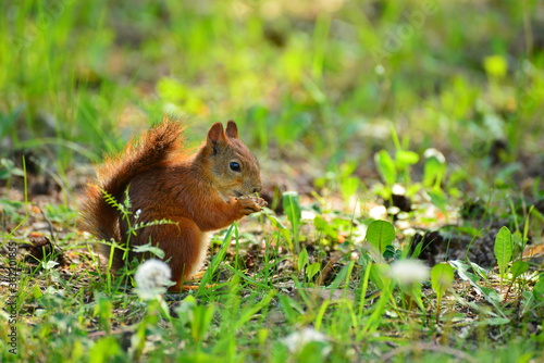 squirrel on the grass © lisichkin