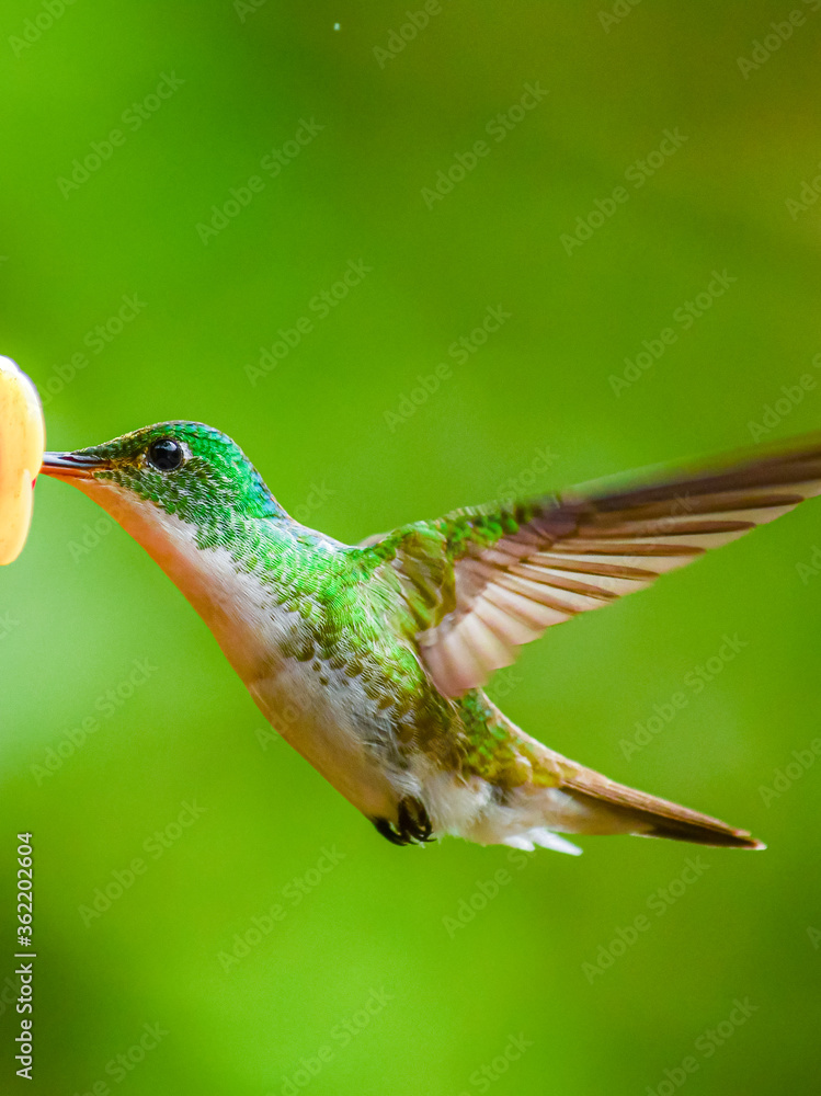 Fototapeta premium Colibrí Esmeralda andina, diamante de pico largo o amazilia andina / Andean Emerald / Amazilia franciae - Alambi, Ecuador