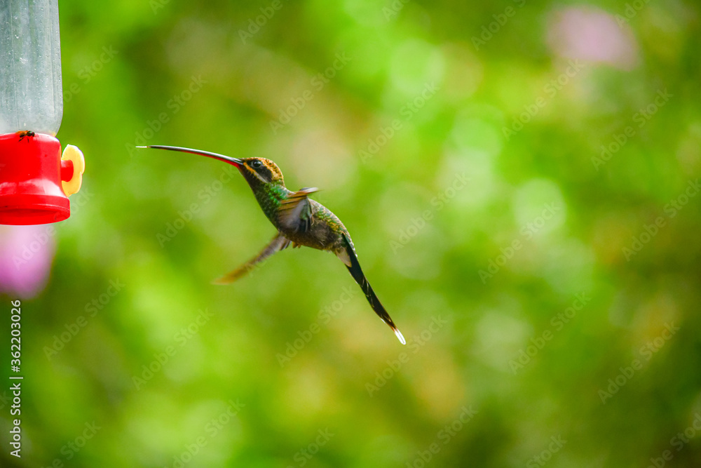 Fototapeta premium Ermitaño de Yaruqui / White-whiskered Hermit Hummingbird / Phaethornis yaruqui - Alambi, Ecuador, Reserva de Biósfera del Chocó Andino