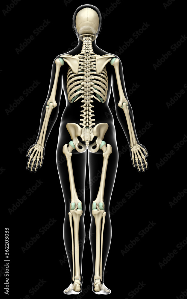 3d rendered, medically accurate illustration of a female skeleton system 3d rendered, medically accurate illustration of a female skeleton system