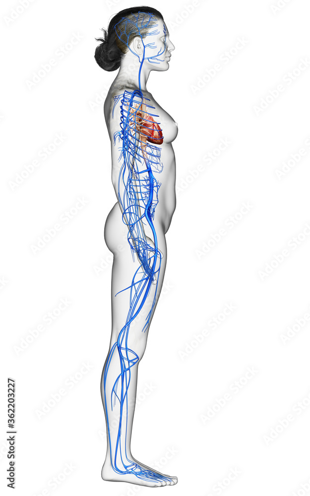 3d rendered medically accurate illustration of a female Veins anatomy 3d rendered medically accurate illustration of a female Veins anatomy