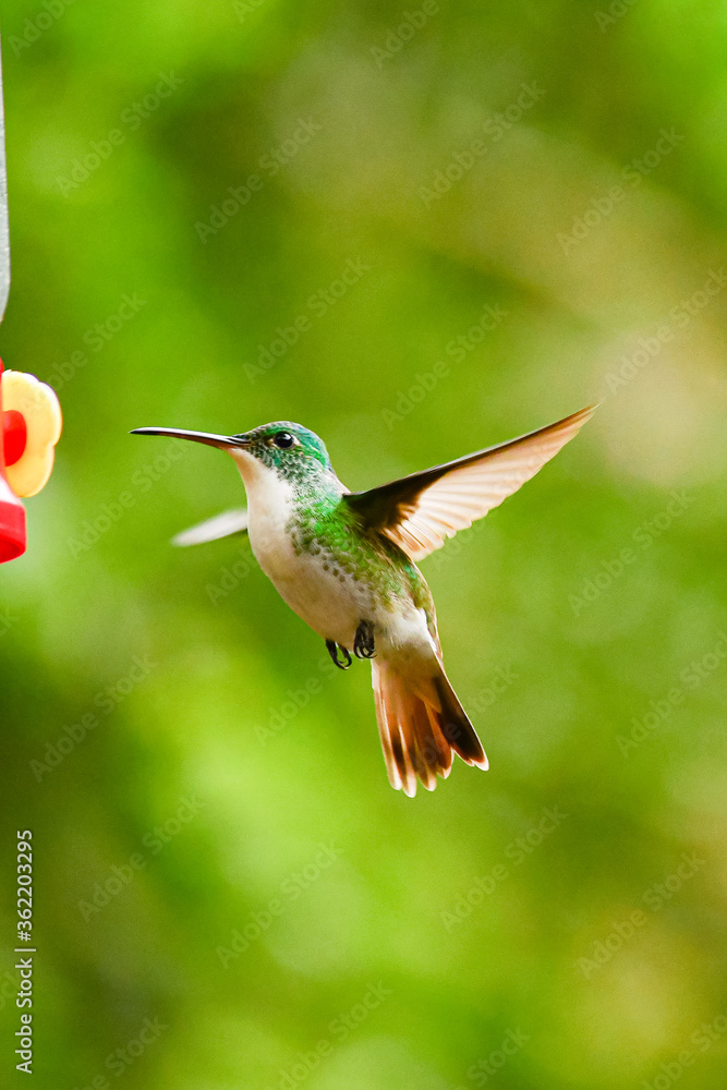 Fototapeta premium Colibrí Esmeralda andina, diamante de pico largo o amazilia andina / Andean Emerald / Amazilia franciae - Alambi, Ecuador