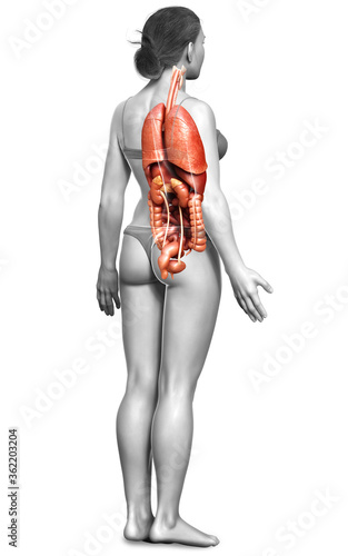 Fototapeta Naklejka Na Ścianę i Meble -  3d rendered medically accurate illustration of female  Internal organs