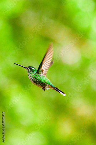 El colibrí de raquetao colibrí cola de hoja o cola de raqueta / White-booted racket-tail Hummingbird / Ocreatus underwoodii - Alambi, Ecuador