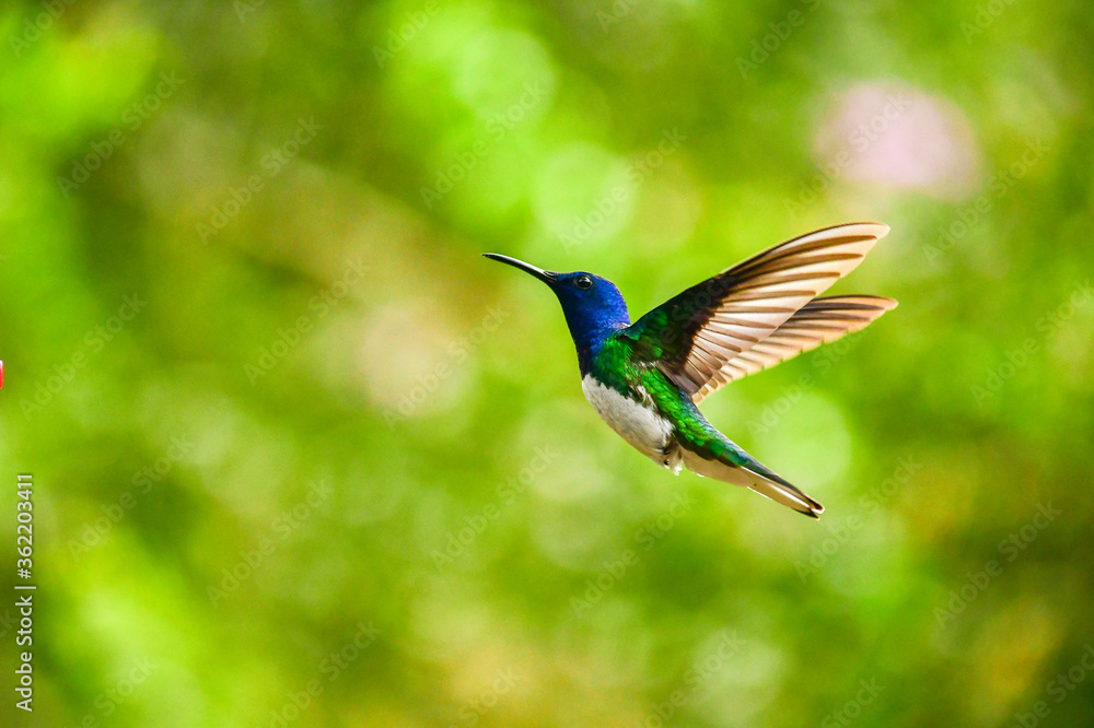 Fototapeta premium Colibrí Jacobino cuello blanco o jacobino collar grande / White Necked Jacobin Hummingbird / Florisuga mellivora - Alambi, Ecuador