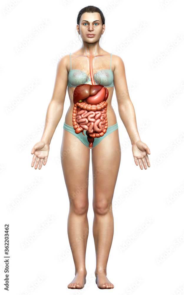 3d rendered medically accurate illustration of female Digestive System 3d rendered medically accurate illustration of female Digestive System