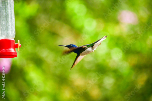 Colibrí Jacobino cuello blanco o jacobino collar grande / White Necked Jacobin Hummingbird / Florisuga mellivora - Alambi, Ecuador