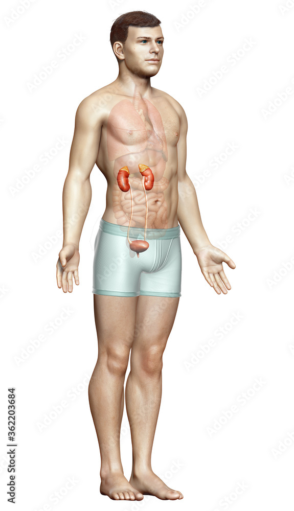 3d rendered, medically accurate illustration of the kidneys 3d rendered, medically accurate illustration of the kidneys