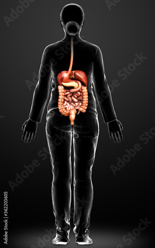 Fototapeta Naklejka Na Ścianę i Meble -  3d rendered medically accurate illustration of female Digestive System