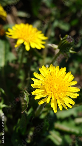 yellow dandelion flower