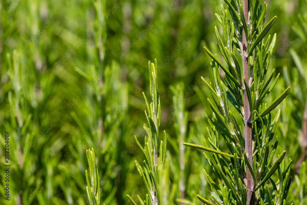 Fototapeta premium Mediterrenean Salvia rosmarinus commonly known as rosemary. Spicy flavoring for meal.